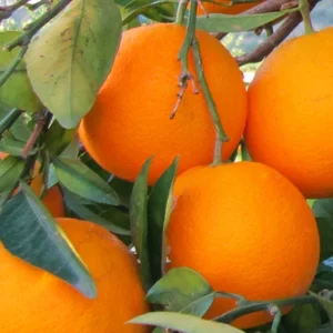 Arancia da tavolo locale al kg