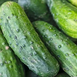 Cetriolo
