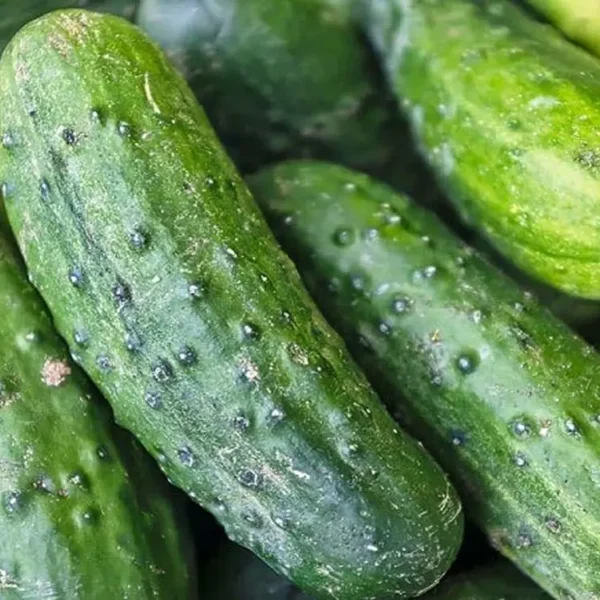 Cetriolo