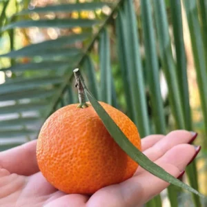 Clementine senza semi al kg