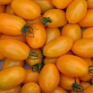 Pomodoro Datterino Giallo al kg