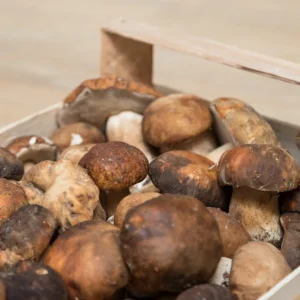 Funghi porcini 500 grammi