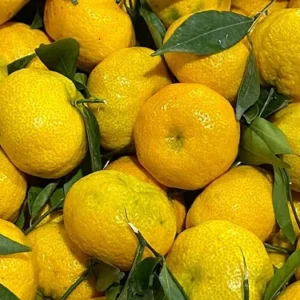 Mandarino Avana  al kg