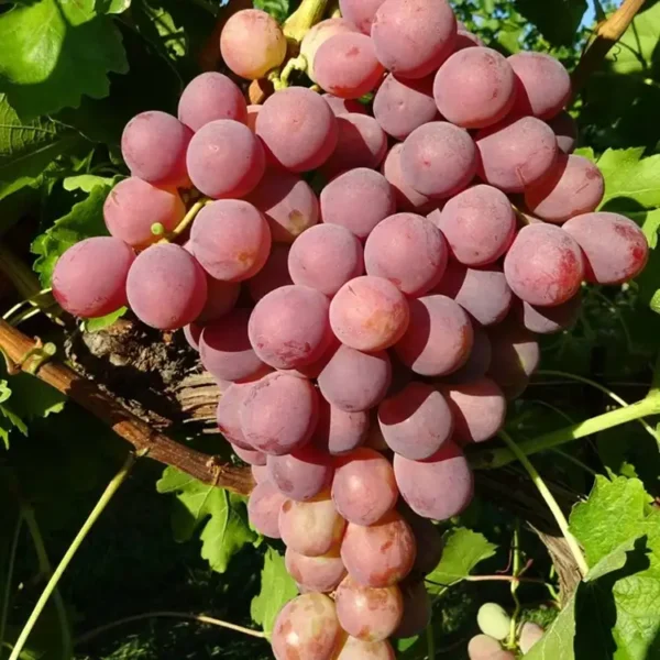 Uva red globe