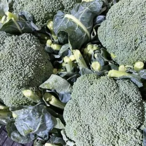 Broccoletto