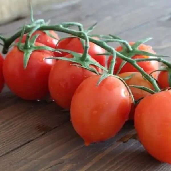 Pomodoro Piccadilly
