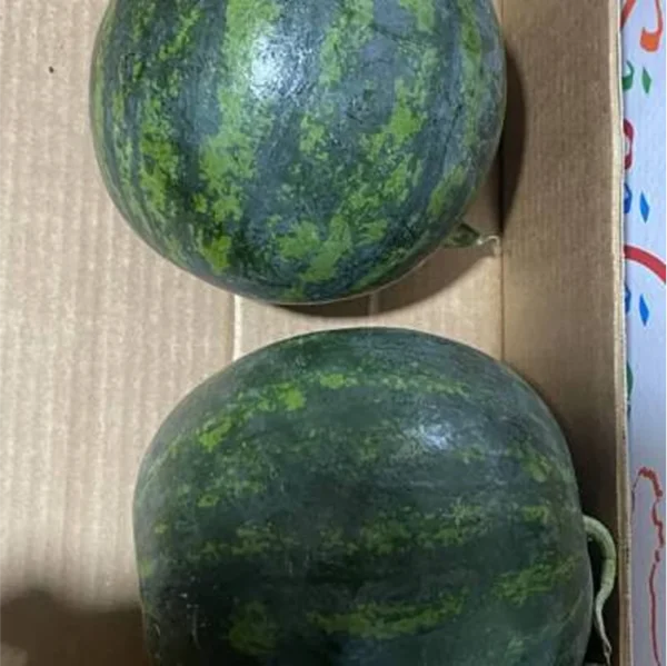 Mini anguria rossa 3/4 kg circa al pezzo