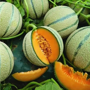 Melone cantalupo retato ca 1,1 kg