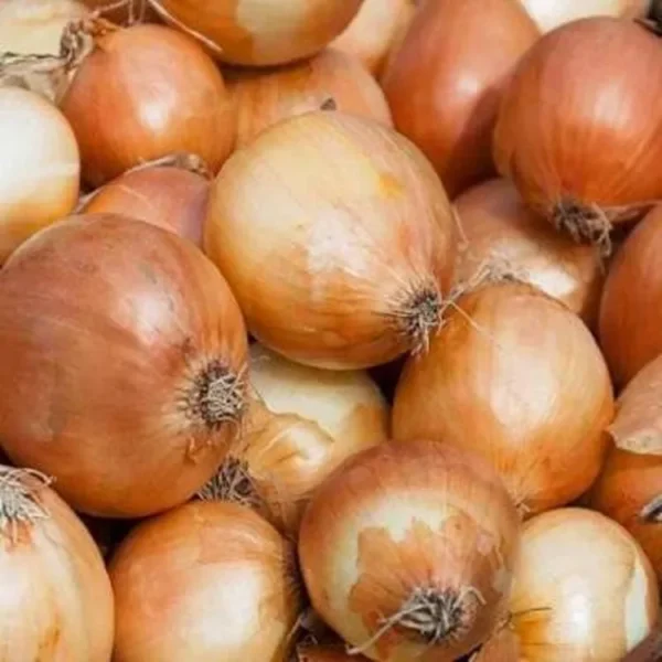 Cipolla dorata