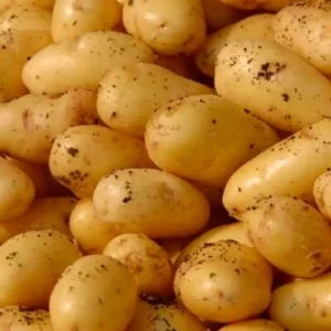 Patate novella