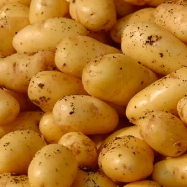 Patate novella