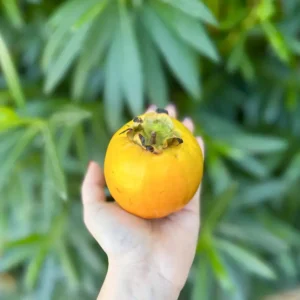 Caco Mela