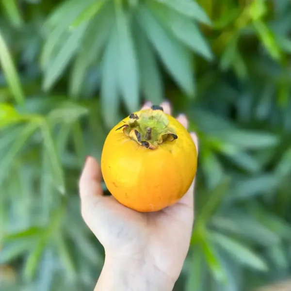 Caco Mela