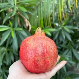 Melagrana produzione locale