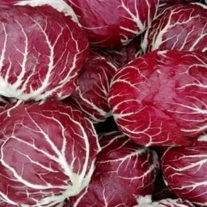 Radicchio Chioggia tondo