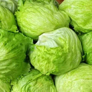 Lattuga Iceberg