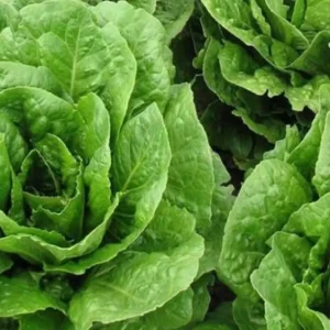 Lattuga Trocadero al pezzo