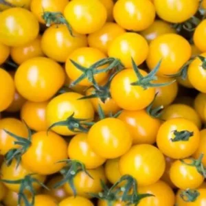 Pomodoro Ciliegino giallo
