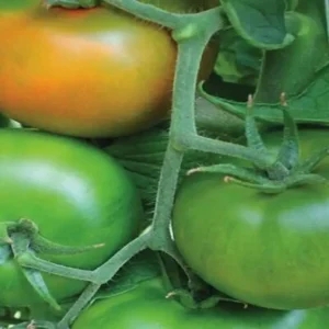 Pomodoro Verde Tondo al kg