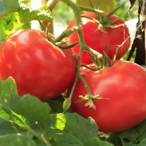 Pomodoro Rosso Grappolo