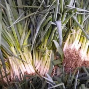 Cipollotti freschi (scalogno/sponsale)