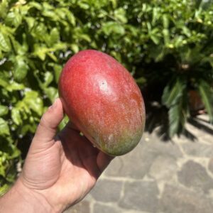 Mango al pezzo