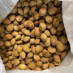 Mandorla Nuova in Guscio Siciliana