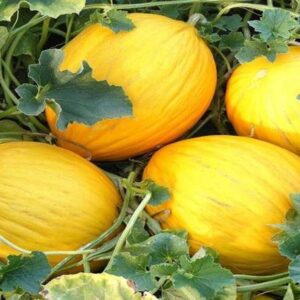Melone Gialletto al pezzo circa 2kg