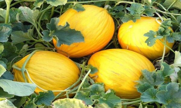 Melone Gialletto
