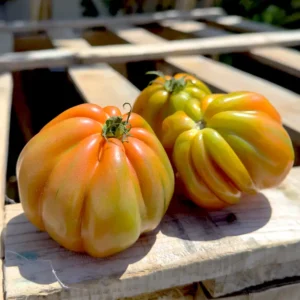 Pomodoro Cuore di Bue