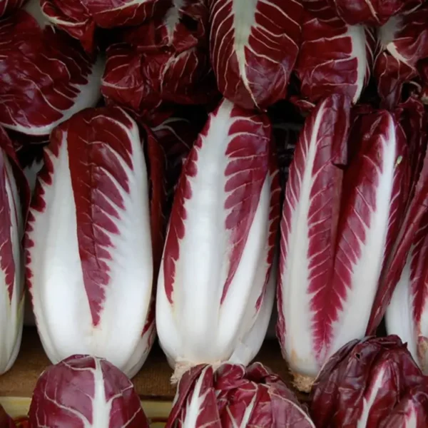 Radicchio Trevigiano Lungo