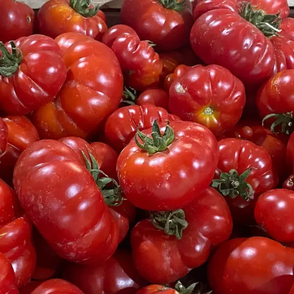 Pomodoro riccio corleonese