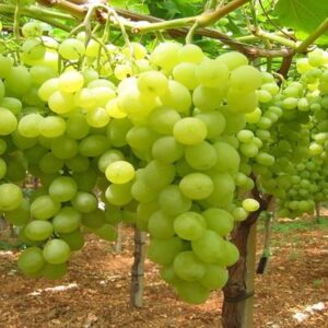 Uva bianca al kg