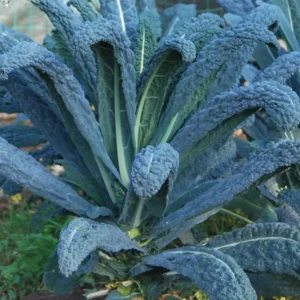 Cavolo nero gr. 300