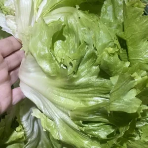 Indivia liscia (scarola liscia) al pezzo