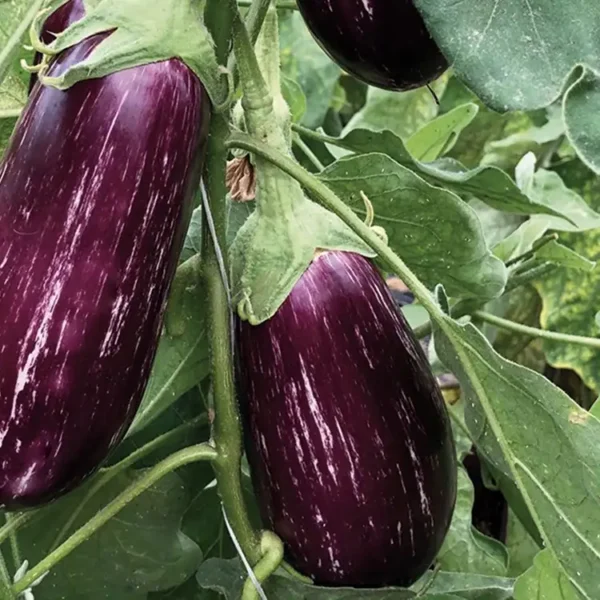 Melanzane striate