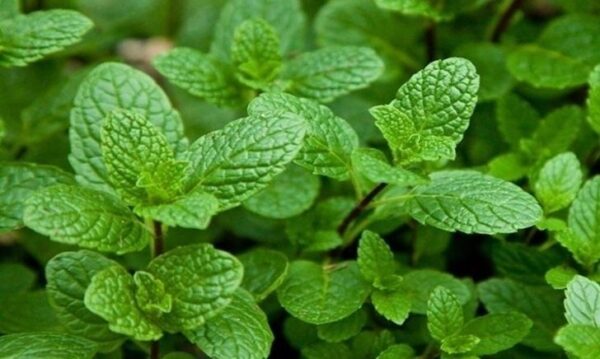 Menta