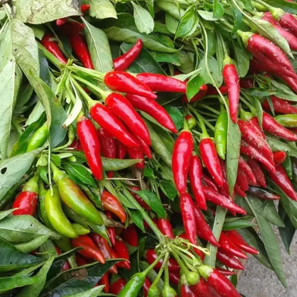 Peperoncino