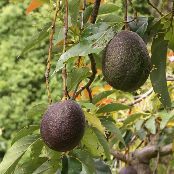 Avocado