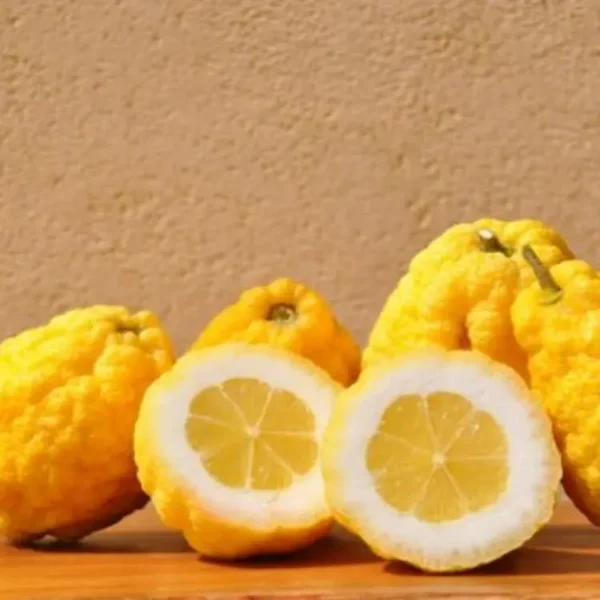 Cedro
