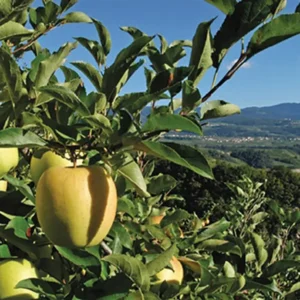 Mela Golden Val di Non