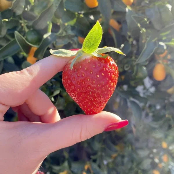 Fragole marsala
