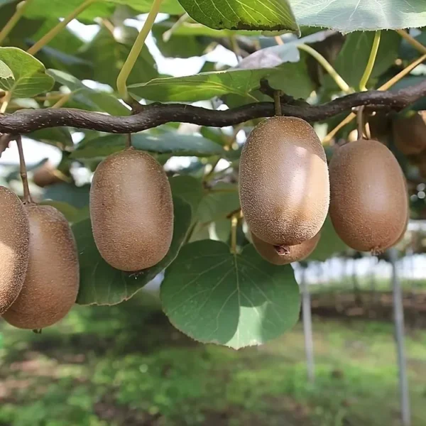 Kiwi