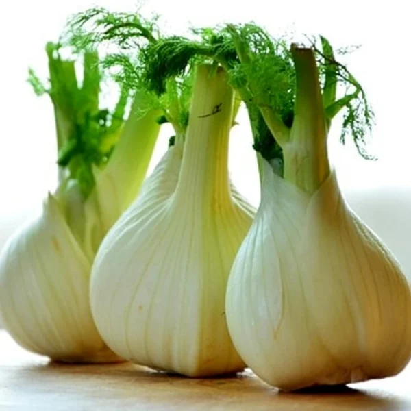Finocchio