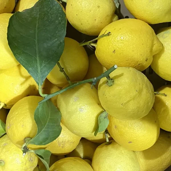 Limone Primofiore (buccia edibile)