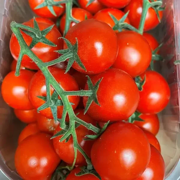 Pomodoro Ciliegino rosso