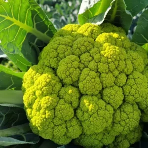 Cavolfiore verde