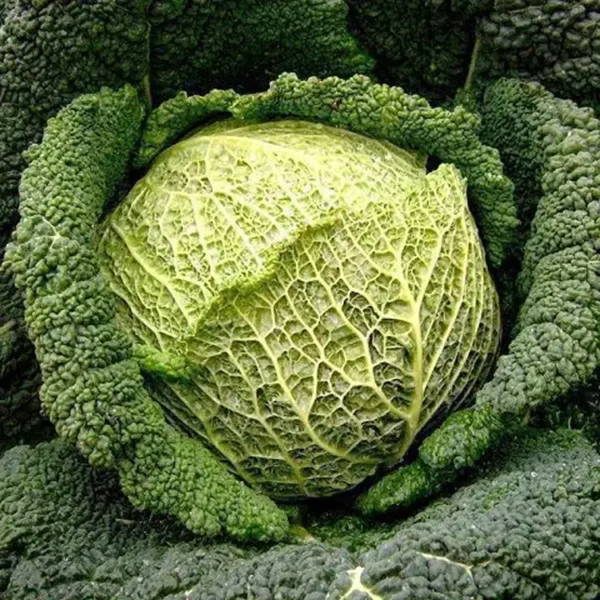 Cavolo Verza