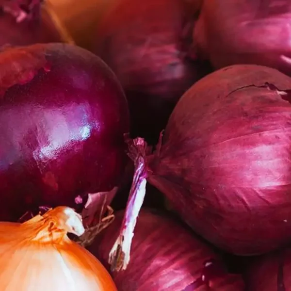 Cipolla rossa