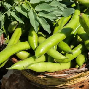 Fave fresche siciliane